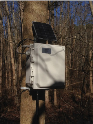 Senimax attached to a tree near the bridge